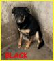 REGALO BLACK adozione d'amore cagnolone 5 anni